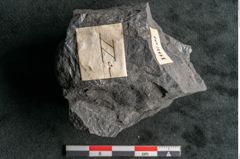 Foto (Detailansicht) von Asplenium hochstetteri Unger (NHMW-GEO-2024-0188-10301)
